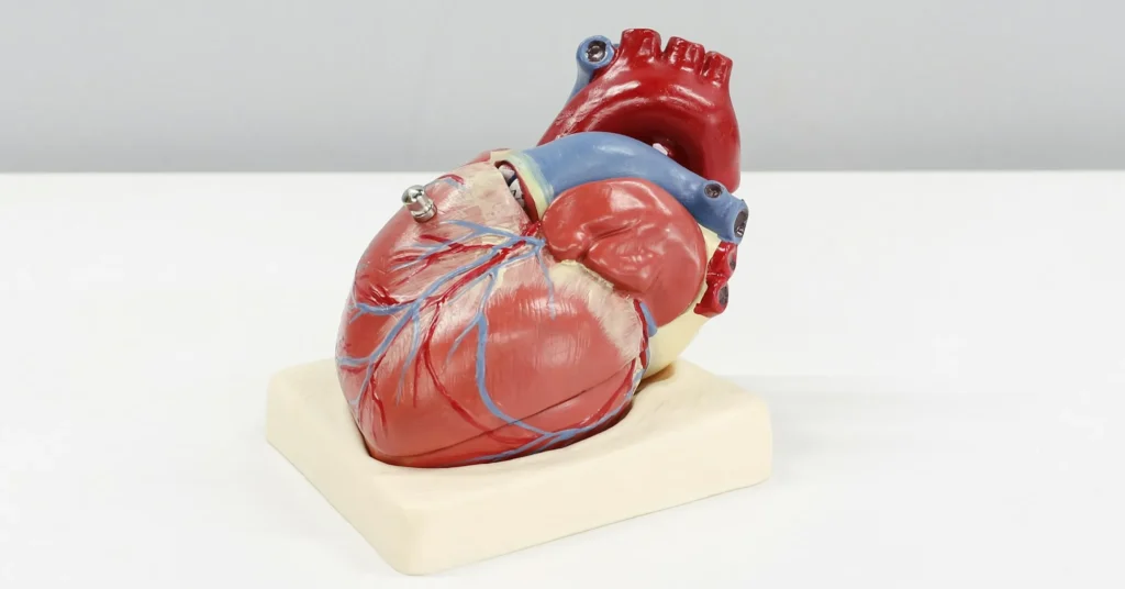 Heart with blood vessels