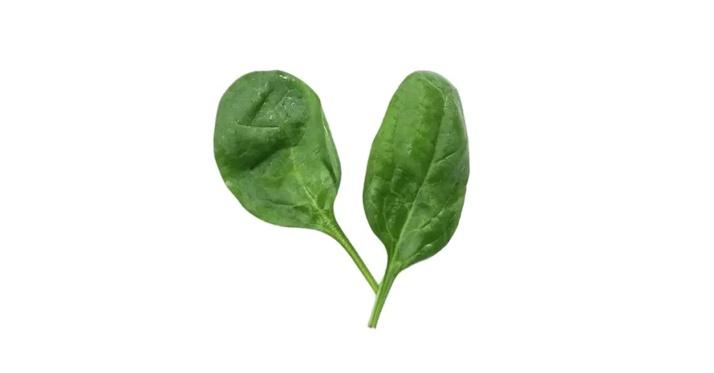 Spinach green leafy vegetable for weight loss.