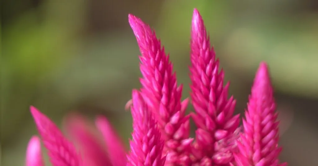 Amaranth edible flowers.