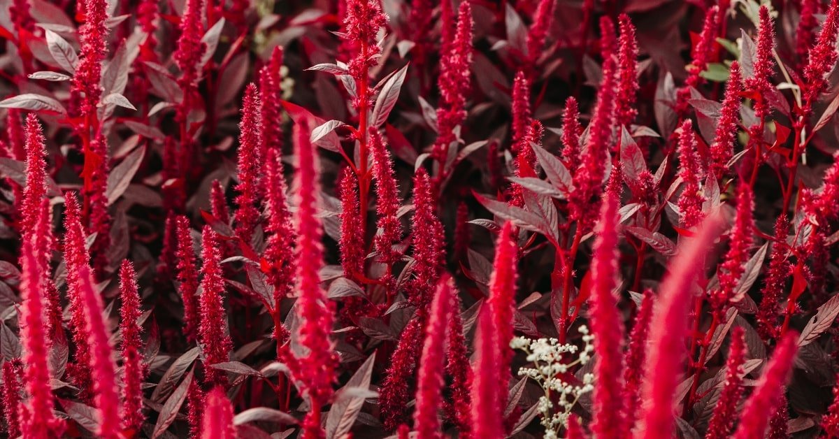 Amaranth red Flower showing the potential of grains growth.