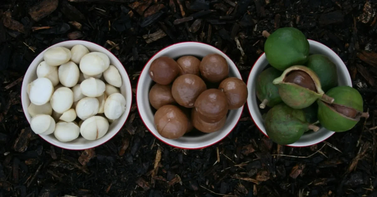 Benefits of Macadamia Nuts
