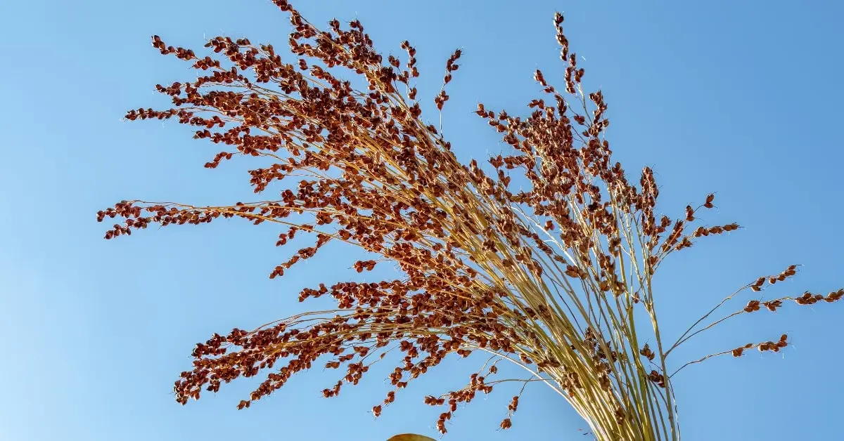 Proso millet in the field.