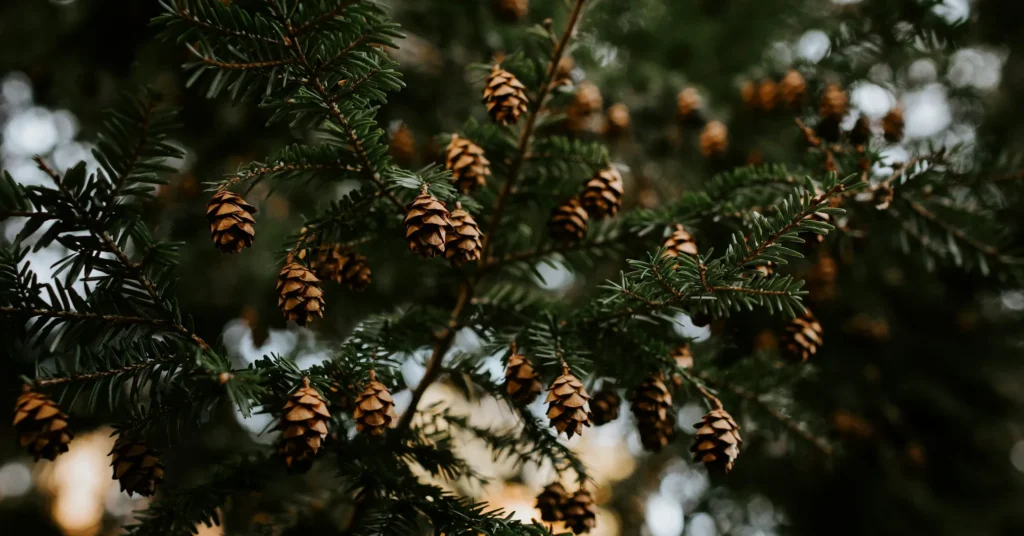 A pine tree on which numerous pine cones are grown.