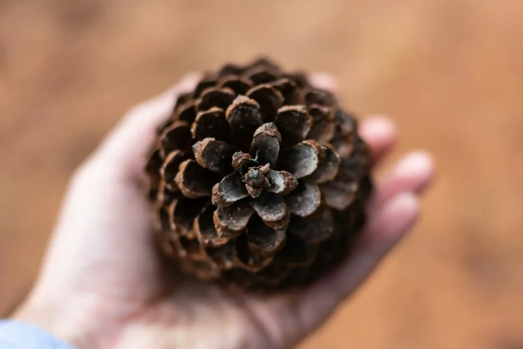 A pine cone place in a hand of someone showing the benefits of pine nuts.