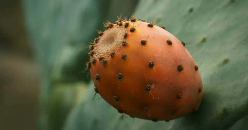 Prickly pear is a fruit of cactus.
