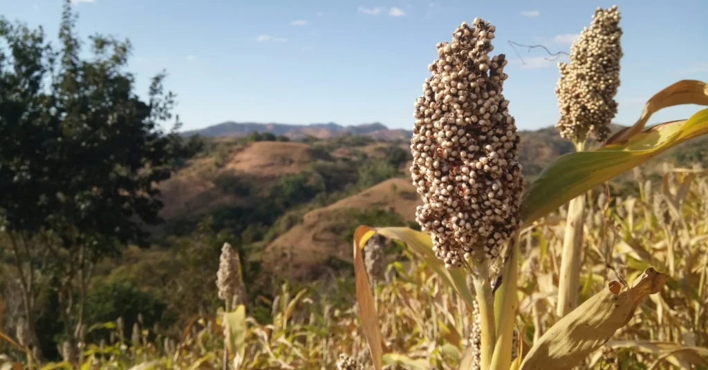 Benefits of sorghum