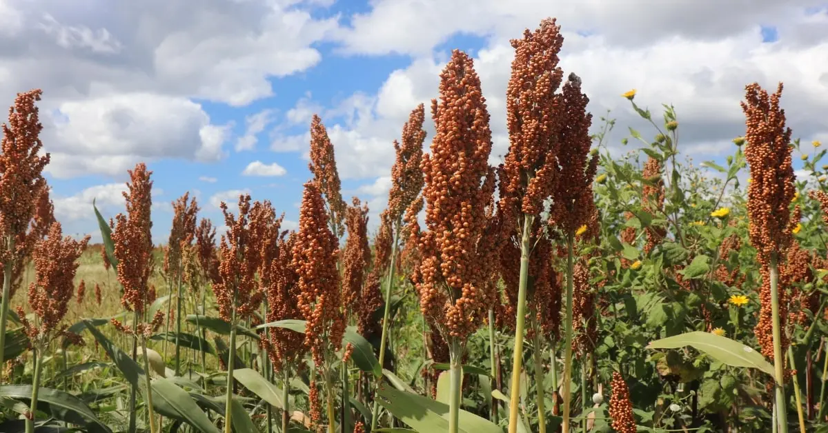 Benefits of sorghum