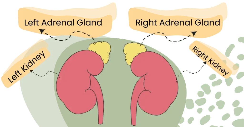 Cortisol a stress hormone produced by adrenal glands.