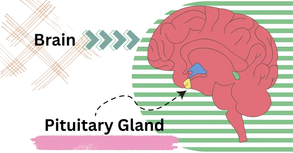 Pituitary Tumor enhance the production of cortisol.